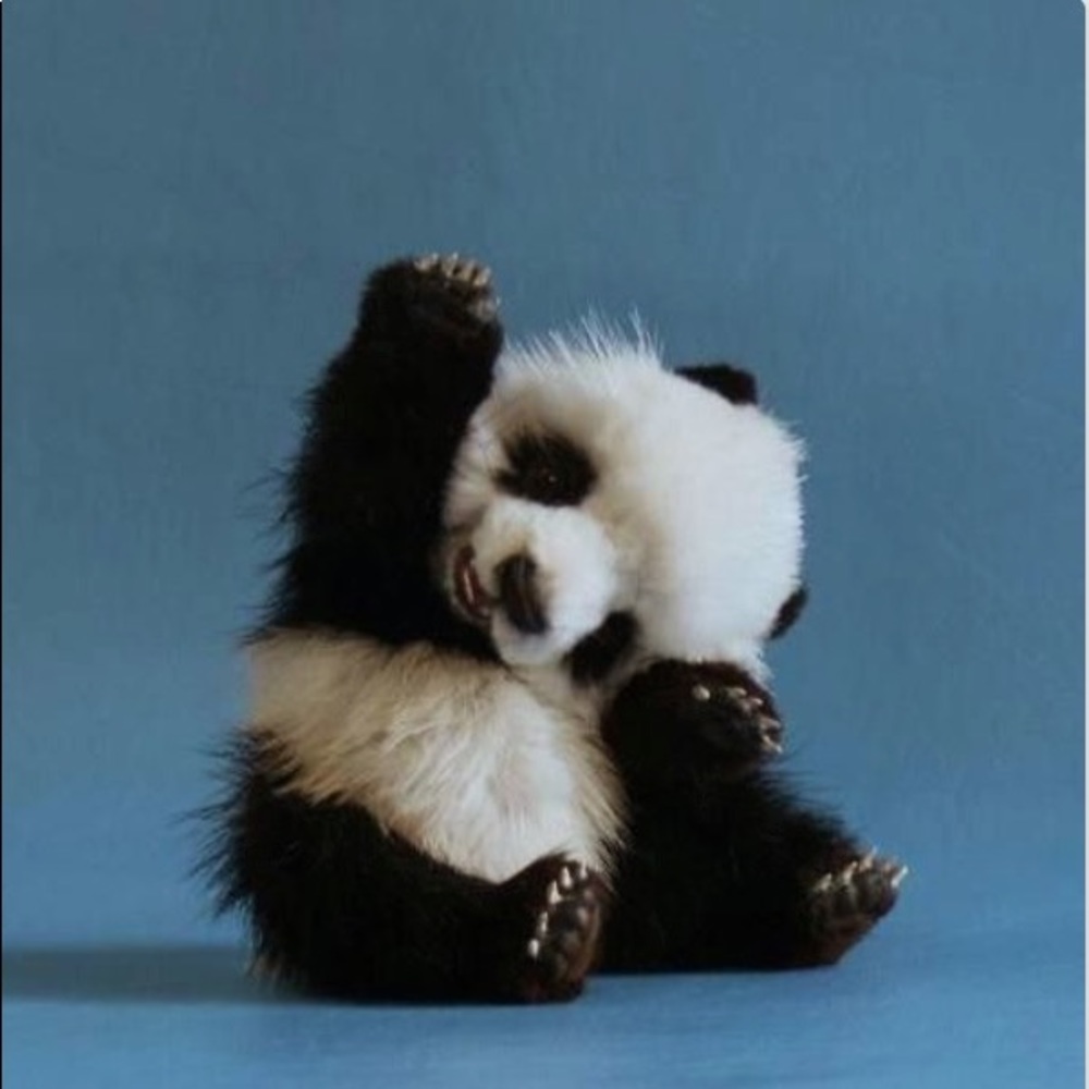 Meet your Posher, Maggie